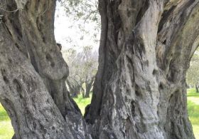1650 Yıllık Zeytin Ağacı Tescillendi