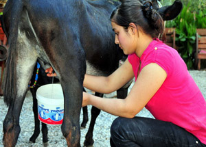 Eşek Sütü Kansere İyi Mi Geliyor?