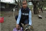 Caretta carettalara adrenalin iğnesi