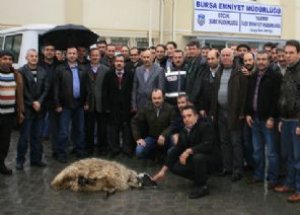 Polislerden 'Nazar Değmesin' Kurbanı
