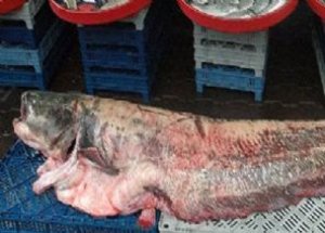 Sivas'ta 100 Kilo Yayın Balığı Yakalandı