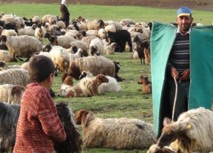 Çobanlar için 'sosyal güvence' çalışmaları