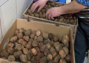 Etten Pahalı Mantar İlgi Görüyor