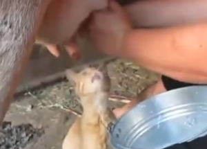 Kedinin Taze Süt Keyfi