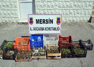 Saksıda Uyuşturucu Yetiştirmişler