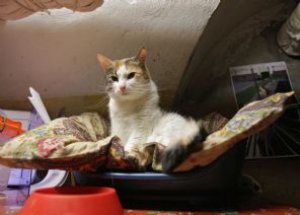 Kadrolu Kedilere Özel Kutlama