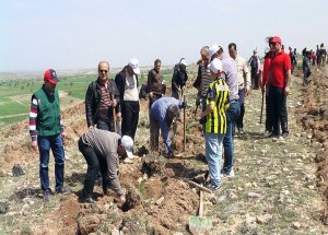 Keçiören Başkanı AK, Gençlerle Birlikte Fidan Dikti