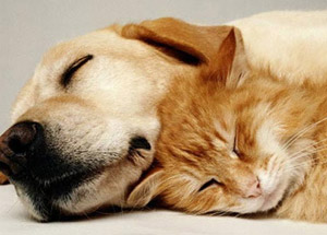 Rezil Gruptan Skandal