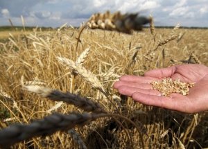 Anadolu'da Hasat Sezonu Başladı