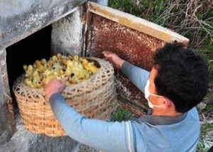 Çin'de Ördek Vahşeti!