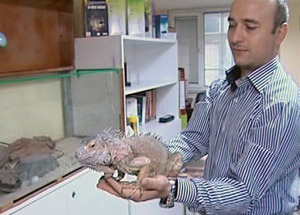 Sahibinden Satılık İguana