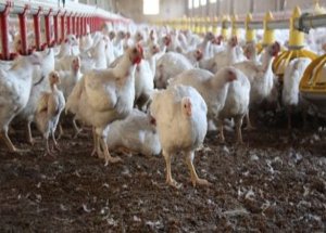 Tavuk Gübresinden Yakıt Üretti