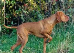 Köpek sokak ortasında dehşet saçtı