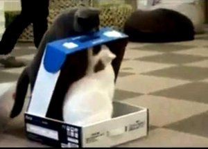 Bu Da Kara Kedi Şakası