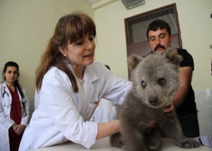 Yavru Ayı Ramiz'e Check-up Taraması…