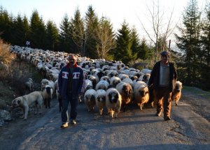 Çobanlar Yayla Yollarına Düştü