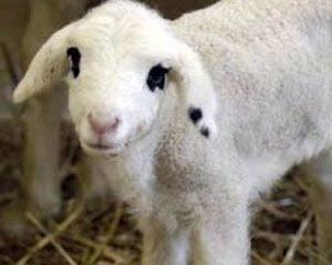 Emdiği Süt Kulağından Akıyor