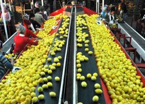 Avrupa'ya yüzde 1, Türkiye'ye yüzde 30