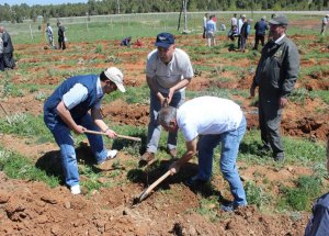 Beyşehir’de Fidan Dikme Şenliği