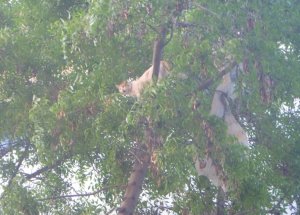 Ağaçta Mahsur Kalan Kedi Kurtarıldı