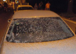 Sırbistan'da uçan karınca işgali