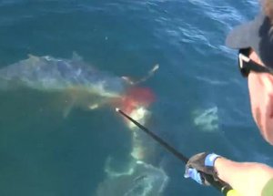 Kısmette Köpekbalığı Varmış!