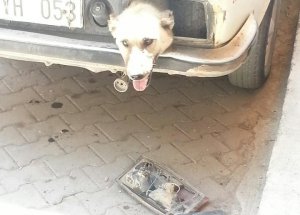 Köpeğin Ölüm Kalım Savaşı