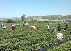 Çilek kalitesi, normale döndü