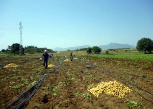 Datça’da Patates Sorununa Çözüm Aranıyor
