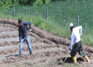Terör Bitince Pirinç Tarlaları Ekilmeye Başlandı