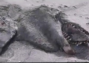 Şaşkınlık Yaratan ‘Canavar’