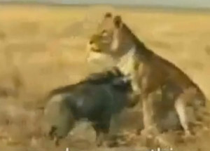 Aslan Karizmayı Çizdirdi