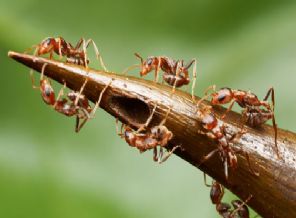 BM'den Açlığa Çözüm: Böcek Yiyin...
