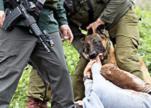 Siyonist Zulüm 65 Yaşında