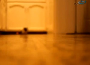 Akıllı Fare Görenleri Hayrete Düşürdü