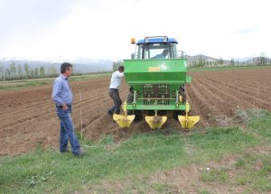Çayırlı’da Patates Üreticiliği