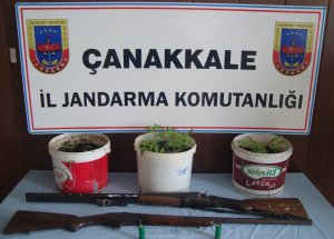 Saksıda Hint Keneviri