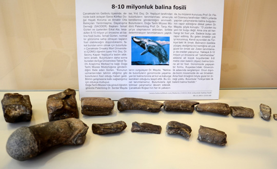 10 milyon yıllık balina fosili müzede