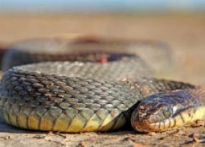 Irak'ı Yılanlar Bastı: 60 ölü