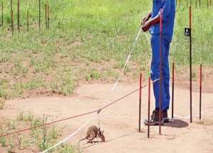 Mayın Temizliğini Fareler Yapıyor!