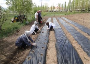 Kadın Çiftçilere Çilek Bahçesi