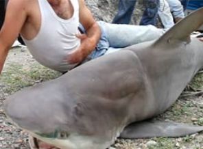Hatay'da 'boğa cinsi köpek balığı' yakalandı