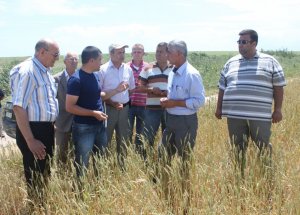 Buğday Tarlaları Tehlikesi Altında