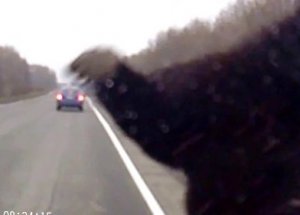 Yola Fırlayan Ayıya Böyle Çarptı