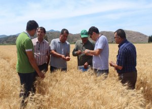 Arpa, Buğday Hasadı Başladı