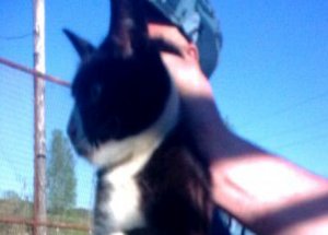 Askerler Kediyi Suçüstü Yakaladı