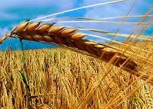 GDO'lu Buğday Skandalı Büyüyor