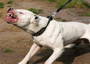 Köpeklerin Parçaladığı Bebek Cesedi Bulundu!