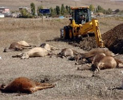 Şırnak'ta Şarbon Paniği