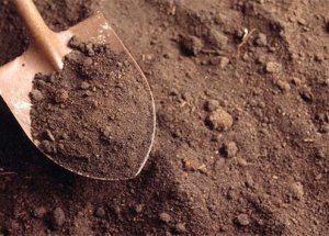 Şüpheliyi Diri Diri Gömdüler